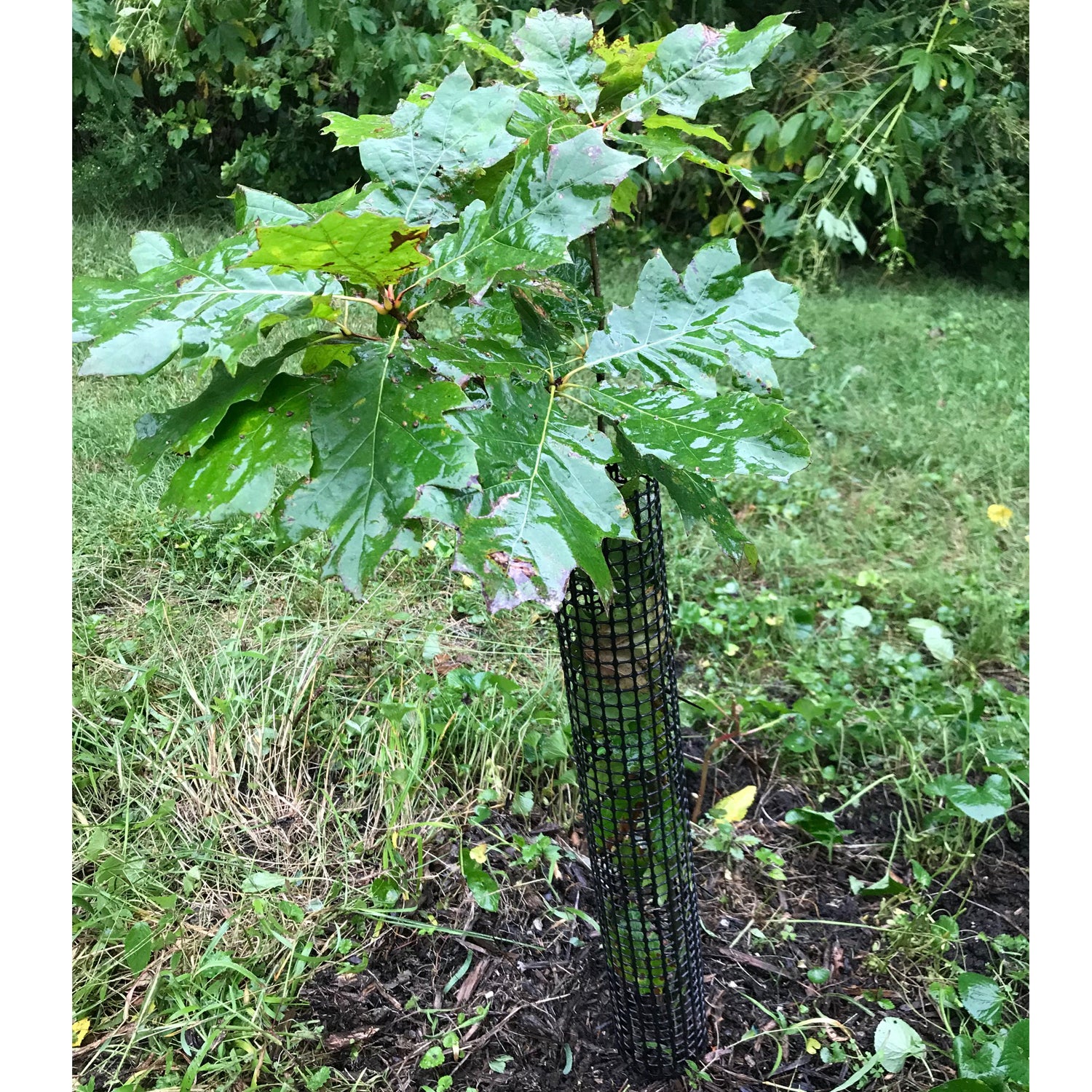 48 Tall Rigid Mesh Tree Guard For 6 Diameter Tree [1/2 Sq. Mesh] - Tree  Trunk Protection (Plastic) Jiggly Greenhouse®