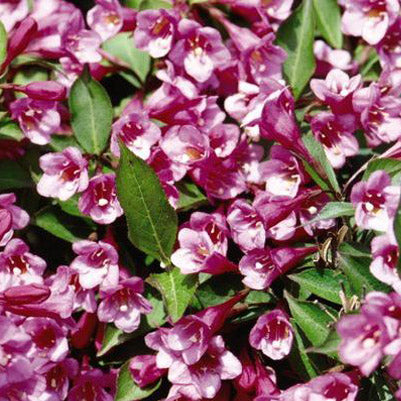 Minuet Weigela