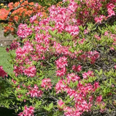 Rosy Lights Azalea