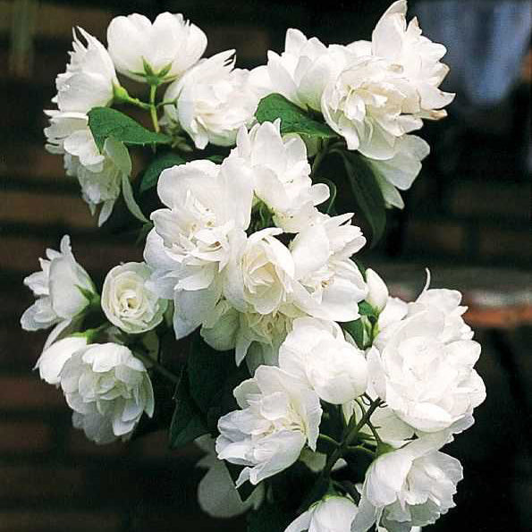 Snow White™ Mock Orange