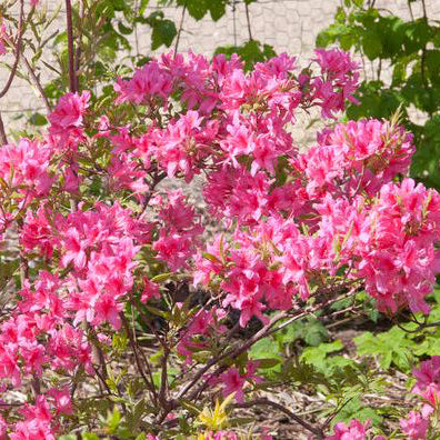 Rosy Lights Azalea