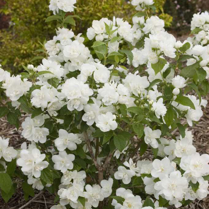 Snow White™ Mock Orange