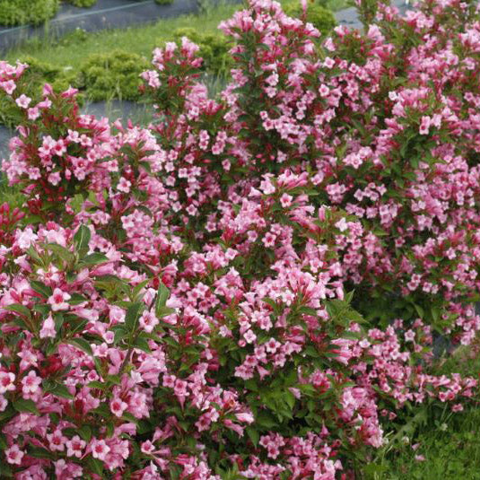 Minuet Weigela