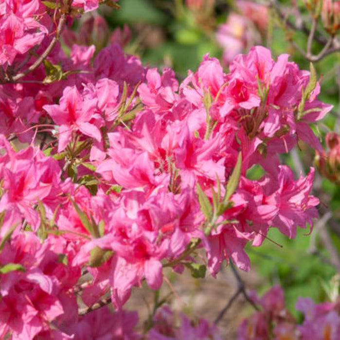 Rosy Lights Azalea