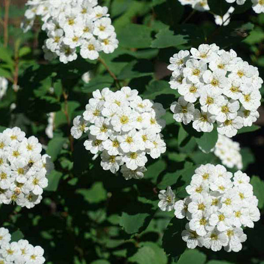 Tor Birchleaf Spirea