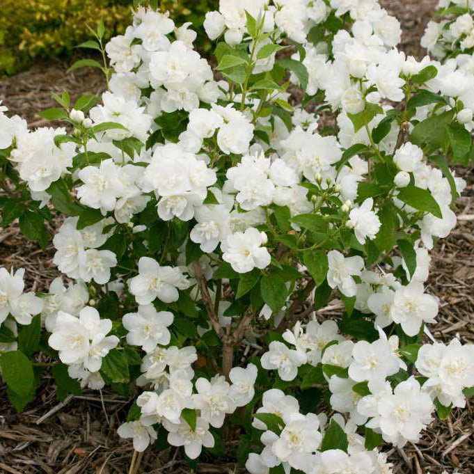 Snow White™ Mock Orange