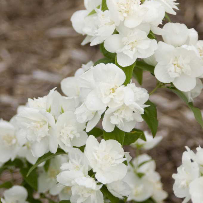 Snow White™ Mock Orange