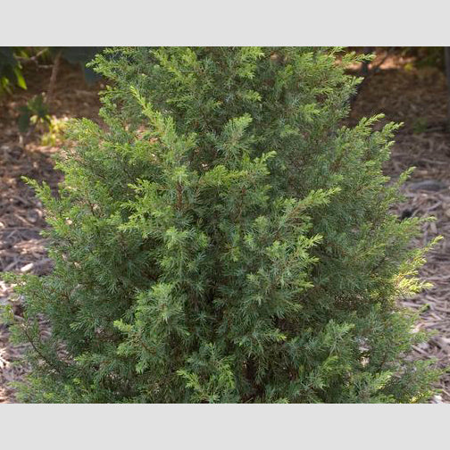 Gold Cone Juniper