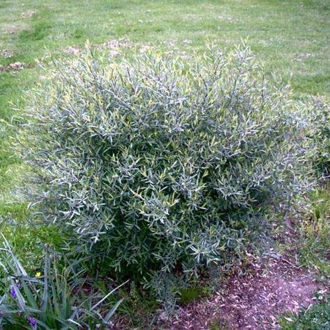 Dwarf Blue Artic Willow