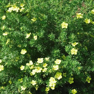 Dakota Sunspot® Potentilla