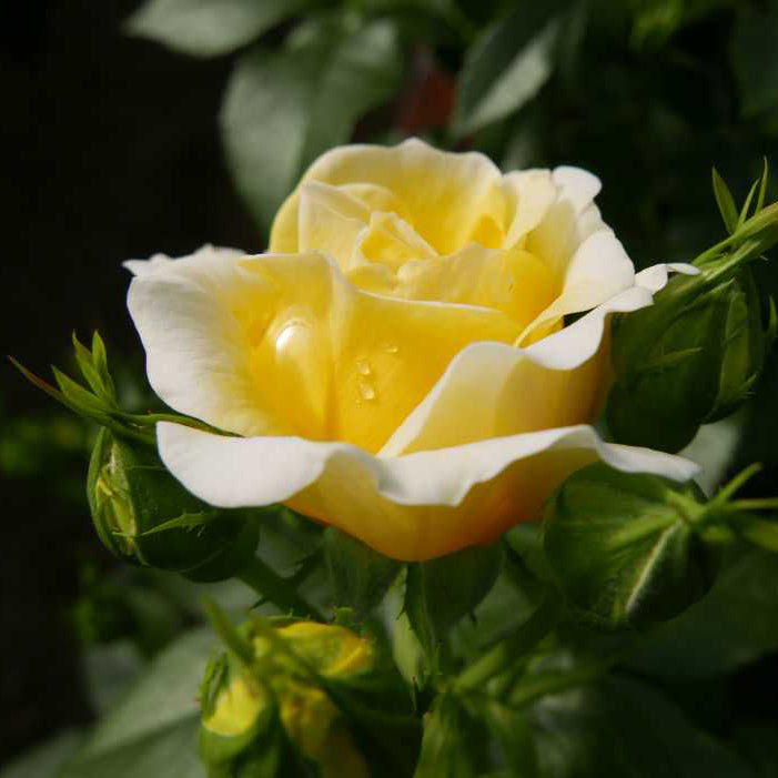 Easy Elegance® Yellow Brick Road Rose