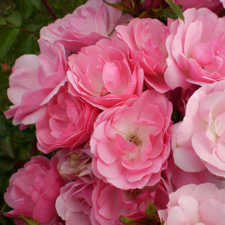 Easy Elegance® Pinktopia Rose