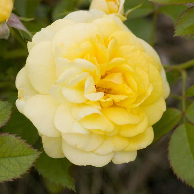 Easy Elegance® Yellow Brick Road Rose