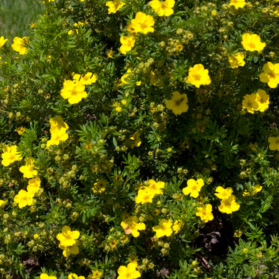 Dakota Sunspot® Potentilla