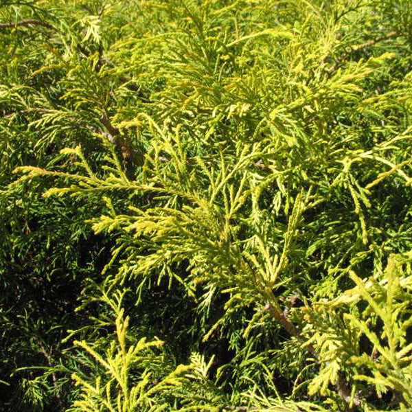 Golden Mop Threadleaf False Cypress