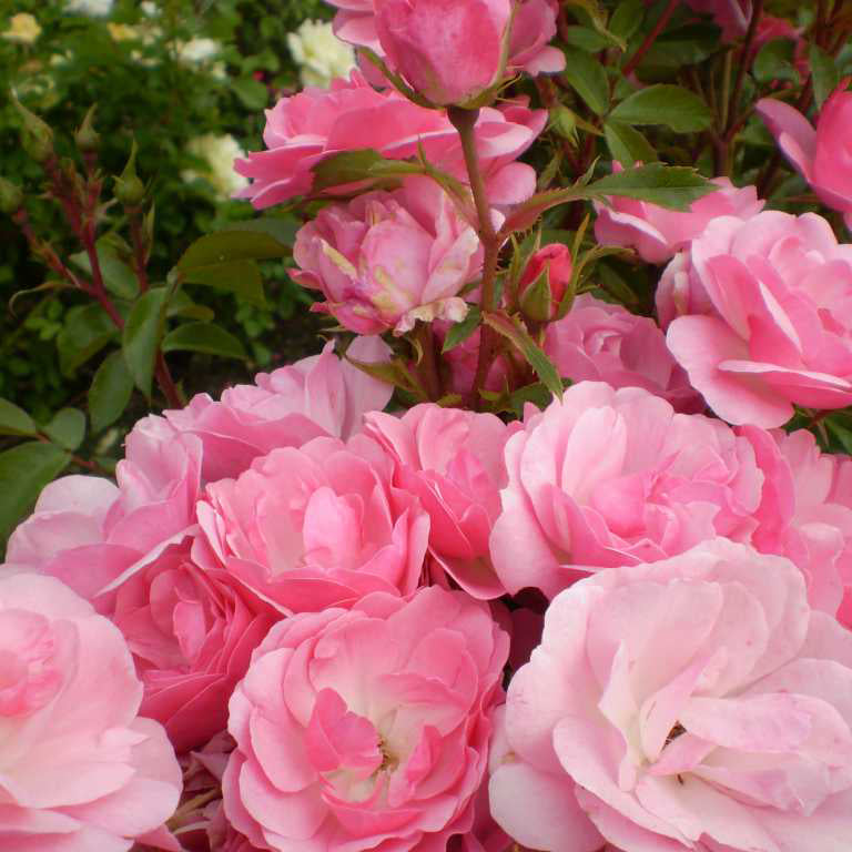 Easy Elegance® Pinktopia Rose