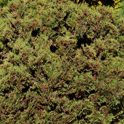 Hetz Midget Arborvitae