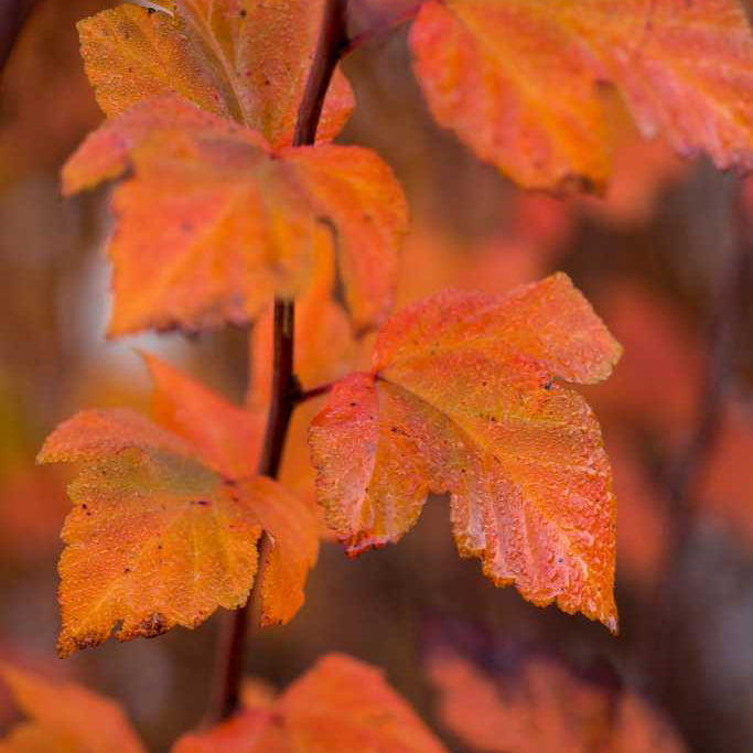 First Editions® Amber Jubilee™ Ninebark