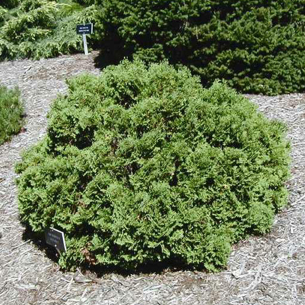 Hetz Midget Arborvitae