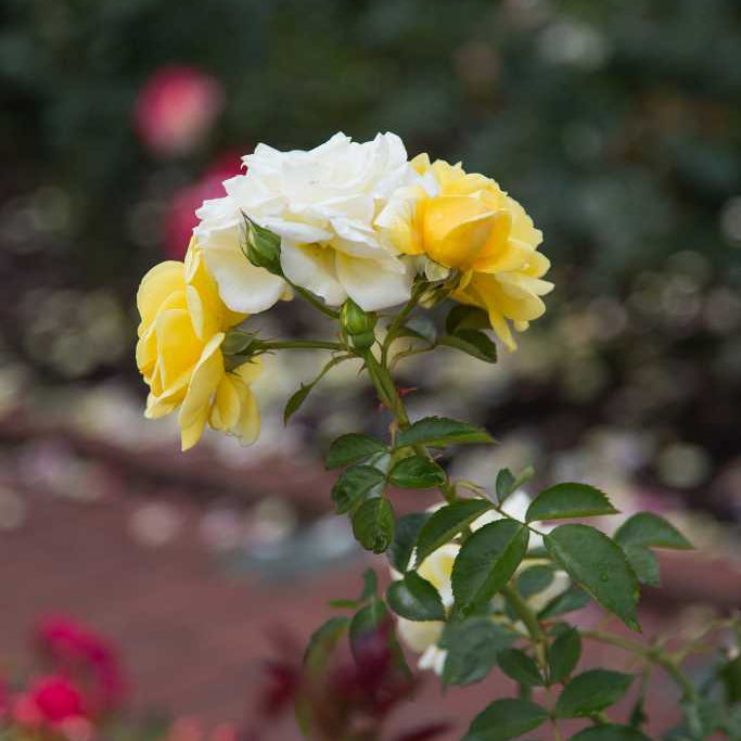 Easy Elegance® Yellow Brick Road Rose