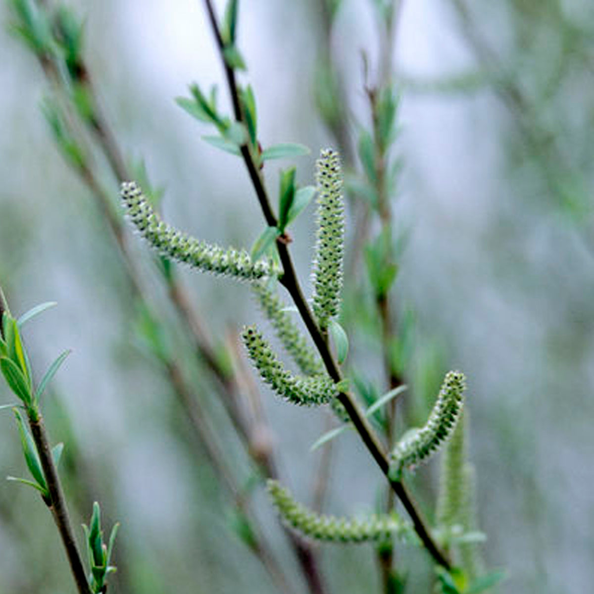 Dwarf Blue Artic Willow