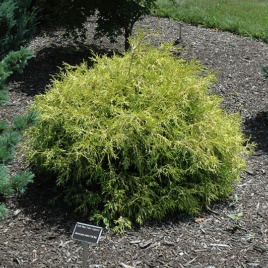 Golden Mop Threadleaf False Cypress