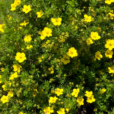 Dakota Sunspot® Potentilla