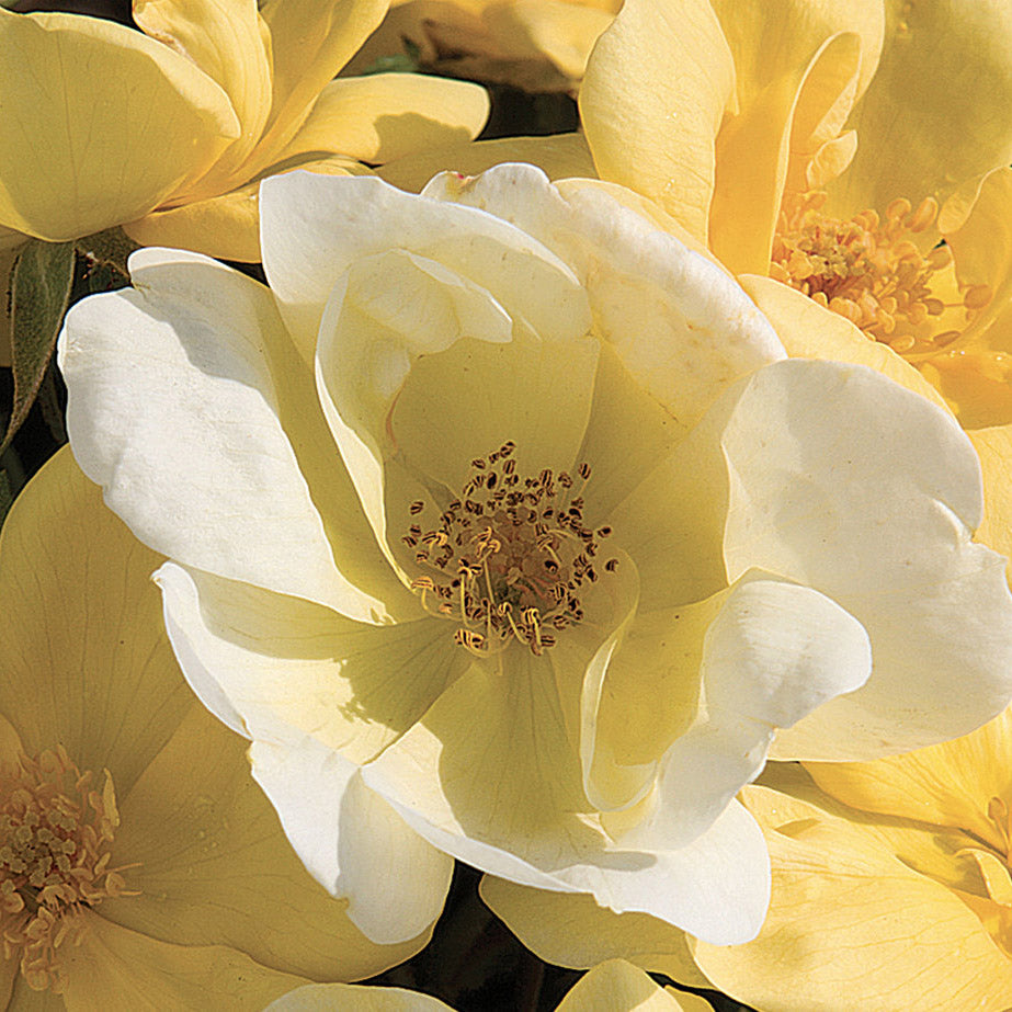 Sunny Knock Out® Rose