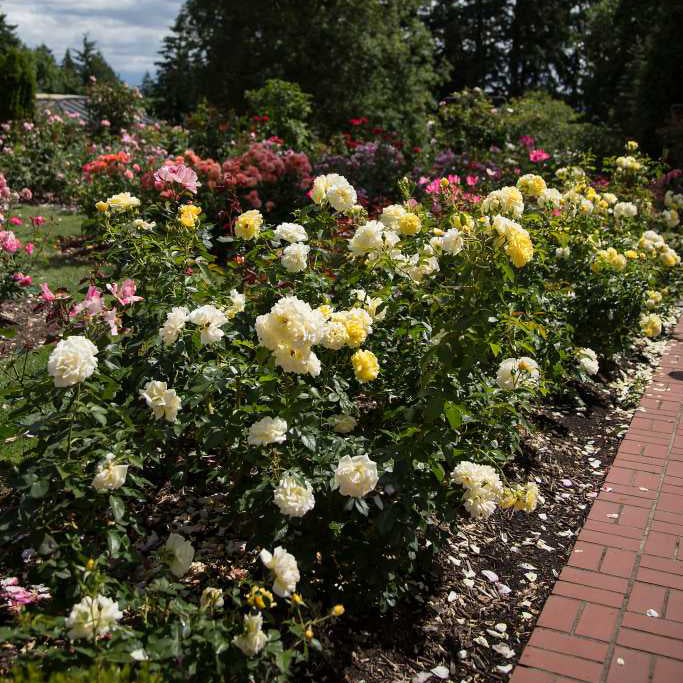 Easy Elegance® Yellow Brick Road Rose