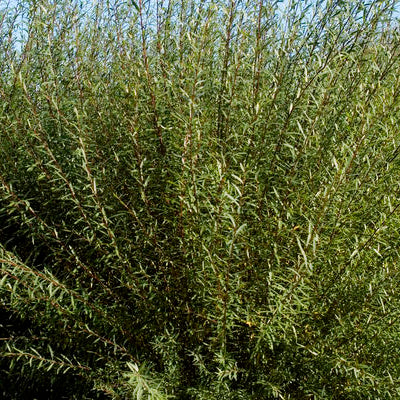 Dwarf Blue Artic Willow