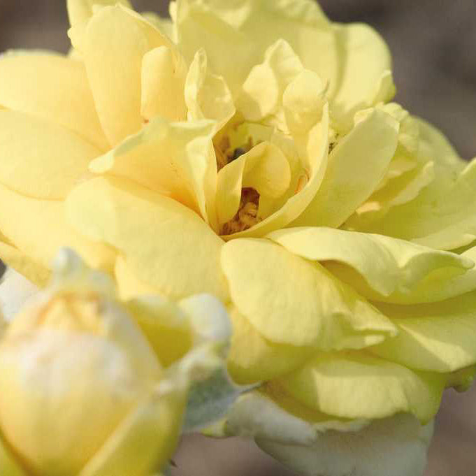 Easy Elegance® Yellow Brick Road Rose