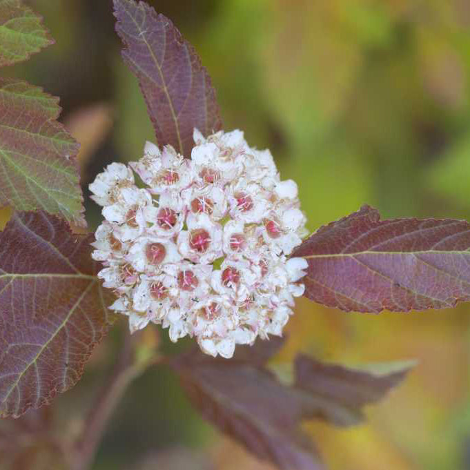 First Editions® Amber Jubilee™ Ninebark