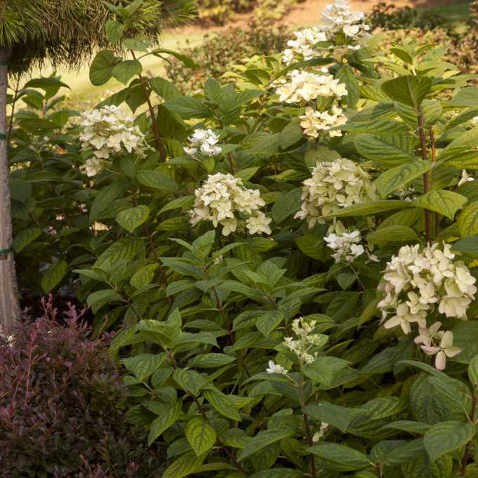 First Editions®White Diamonds® Hydrangea