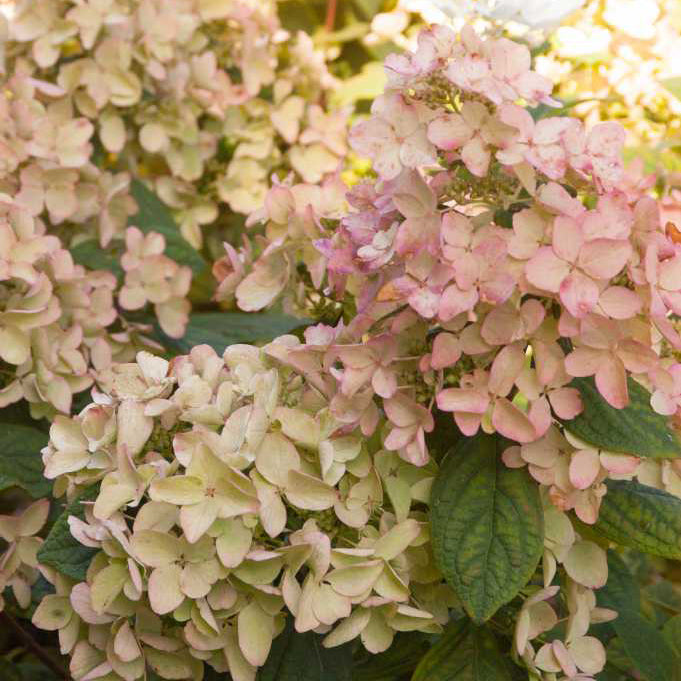 First Editions®White Diamonds® Hydrangea