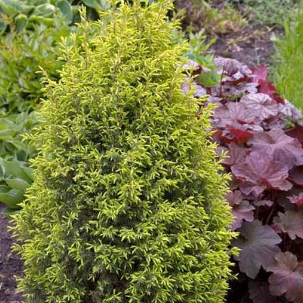 Gold Cone Juniper