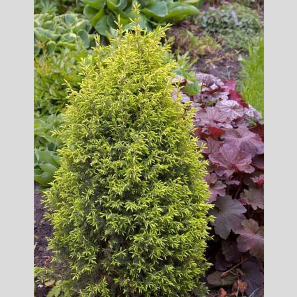 Gold Cone Juniper